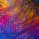 Colorful digital artwork showcasing dynamic geometric ripple patterns with a glowing effect.